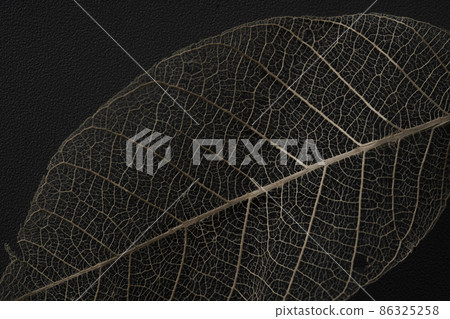 Leaf vein 86325258