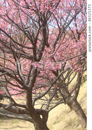 Toi cherry blossoms in full bloom 86325373