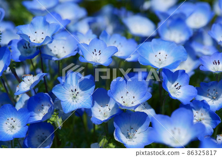 A spectacular view of Japan that you want to visit once in a lifetime. Nemophila field on the hill with a view. Hitachinaka, Ibaraki, Japan. Late April. A spectacular view of Japan that you want to visit once in a lifetime. Nemophila field on the hill with a view. Hitachinaka, Ibaraki, Japan. Late April. 86325817
