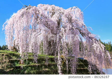 宗之山垂枝櫻花 宗之山垂枝櫻花 86326287