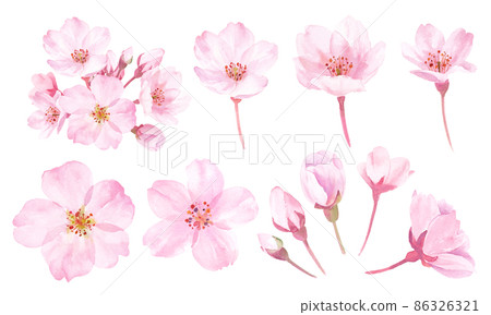 Spring flowers: Watercolor illustration of cherry blossoms. A set of components. Spring flowers: Watercolor illustration of cherry blossoms. A set of components. 86326321