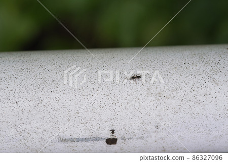 Ants walking on the railing Ants walking on the railing 86327096