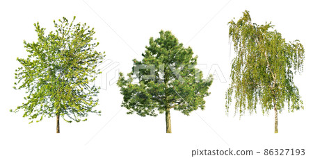 Spruce pine, maple and birch isolated on white 86327193