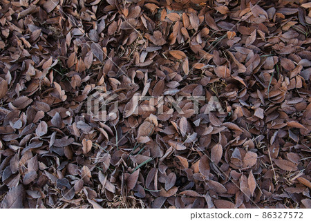 Fallen leaves 86327572