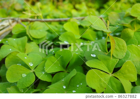 Clover Clover 86327882