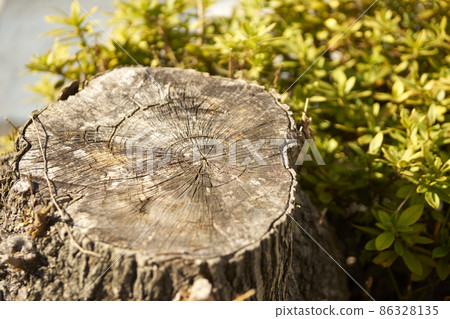 Stump / up / cross section 86328135
