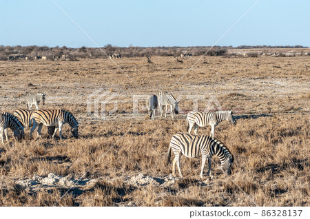 Zebras in Etosha National Park. 86328137
