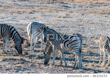 Zebras in Etosha National Park. Zebras in Etosha National Park. 86328155