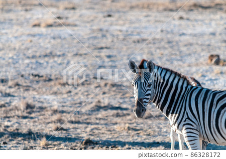 Zebras in Etosha National Park. Zebras in Etosha National Park. 86328172