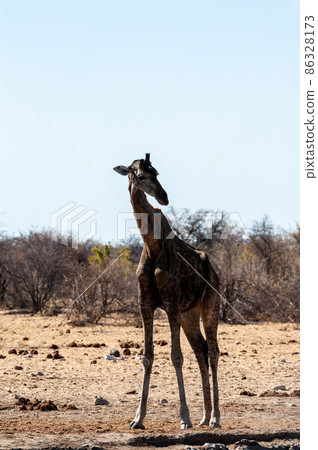 An old giraffe approaching a water hole in Etosha An old giraffe approaching a water hole in Etosha 86328173