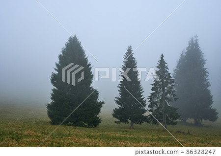misty forest 86328247