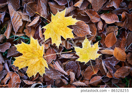 frozen leaves frozen leaves 86328255