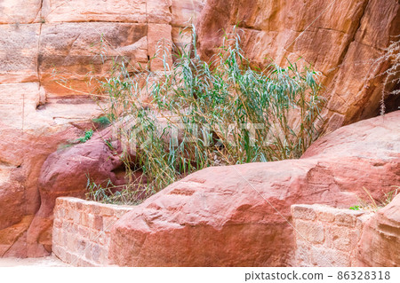 Green plant in the ancient city of Petra, Jordan. Green plant in the ancient city of Petra, Jordan. 86328318