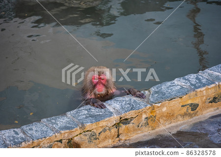 Japanese macaque-while taking a bath Japanese macaque-while taking a bath 86328578
