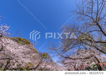 上野恩施公園櫻花通的一排櫻花樹(2021年3月) 上野恩施公園櫻花通的一排櫻花樹(2021年3月) 86328723