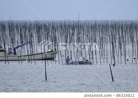 Omuta City, Miike Port, seaweed field, 86328822