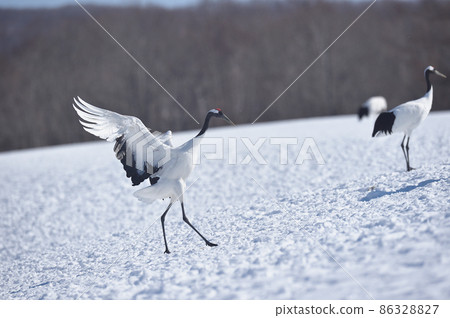 蔓越莓蔓延翅膀和著陸（北海道·Tsurui） 86328827