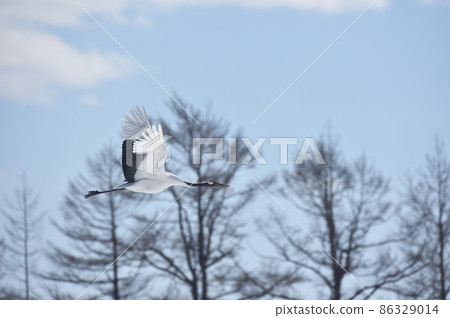 Flight form of cranes (Hokkaido, Tsurui) Flight form of cranes (Hokkaido, Tsurui) 86329014