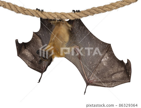 Fruit bat chiroptera on white background Fruit bat chiroptera on white background 86329364