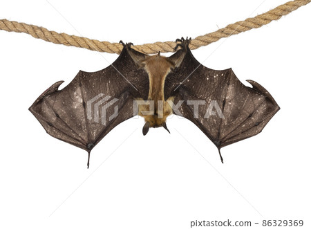 Fruit bat chiroptera on white background 86329369