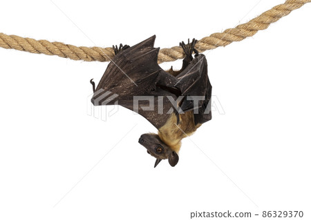 Fruit bat chiroptera on white background Fruit bat chiroptera on white background 86329370