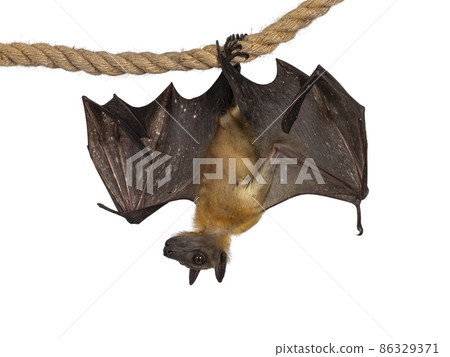 Fruit bat chiroptera on white background 86329371