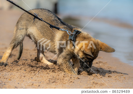 An eleven weeks old German Shepherd puppy playing on a sandy beach. Wet fur after play in the water 86329489