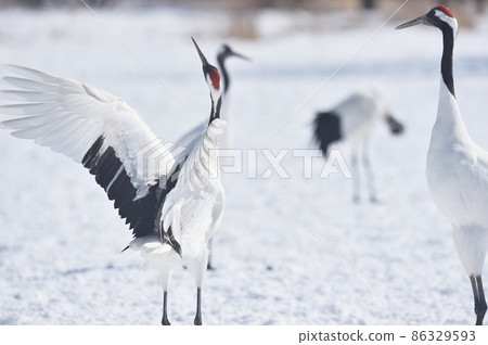 群舞（北海道鶴井） 86329593