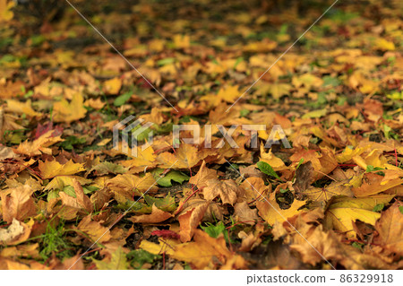 Yellow fall leaves of maple on the ground in the forest. Macro photo of colorful foliage in sunlight. Autumn countryside on a sunny day. Tilt-shift effect. Soft focus. Yellow fall leaves of maple on the ground in the forest. Macro photo of colorful foliage in sunlight. Autumn countryside on a sunny day. Tilt-shift effect. Soft focus. 86329918