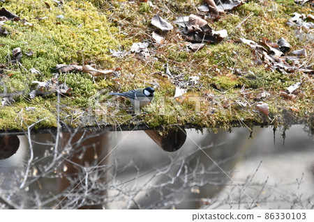 Great tit 86330103