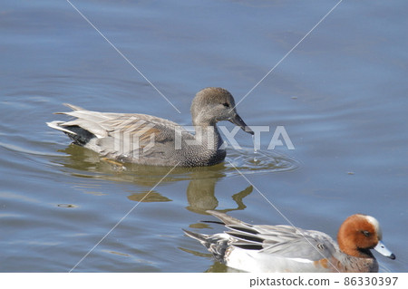 Arao City Oshima Fishing Port Gadwall, 86330397