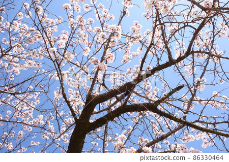 Blue sky and cherry blossoms in full bloom 86330464