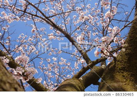 Blue sky and cherry blossoms in full bloom Blue sky and cherry blossoms in full bloom 86330465