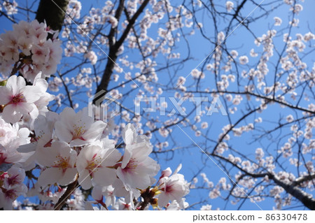 藍天和盛開的櫻花 藍天和盛開的櫻花 86330478