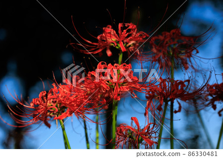 The light and dark of cluster amaryllis 86330481