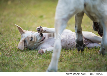Mom dog play with its puppy at home grass field Mom dog play with its puppy at home grass field 86330569