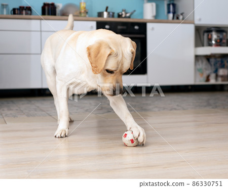 Labrador dog play with paws with small ball. Labrador dog play with paws with small ball. 86330751