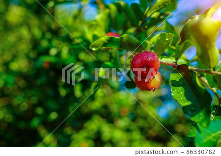 Acerola cherry on the tree with water drop, High vitamin C and antioxidant fruits. Fresh organic Acerola cherry on the tree. Acerola cherry on the tree with water drop, High vitamin C and antioxidant fruits. Fresh organic Acerola cherry on the tree. 86330782