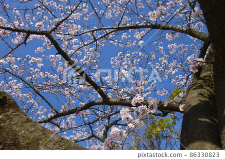 Blue sky and cherry blossoms in full bloom Blue sky and cherry blossoms in full bloom 86330823
