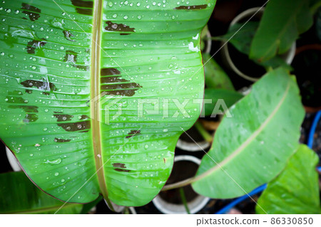 banana plant, blood banana or Musa acuminata or Musa balbisiana banana plant, blood banana or Musa acuminata or Musa balbisiana 86330850