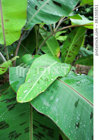 banana plant, blood banana or Musa acuminata or Musa balbisiana banana plant, blood banana or Musa acuminata or Musa balbisiana 86330851