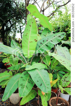 banana plant, blood banana or Musa acuminata or Musa balbisiana banana plant, blood banana or Musa acuminata or Musa balbisiana 86330852