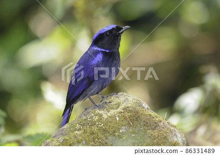 Beautiful blue niltava living in the Himalayas from Southeast Asia such as Thailand, Vietnam and Malaysia 86331489