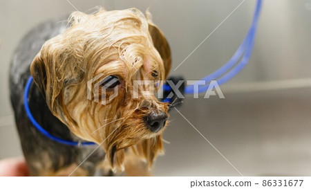 Dog getting washed at grooming salon and pet spa Dog getting washed at grooming salon and pet spa 86331677