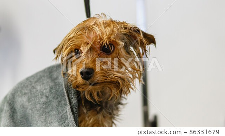 Dog getting washed at grooming salon and pet spa Dog getting washed at grooming salon and pet spa 86331679