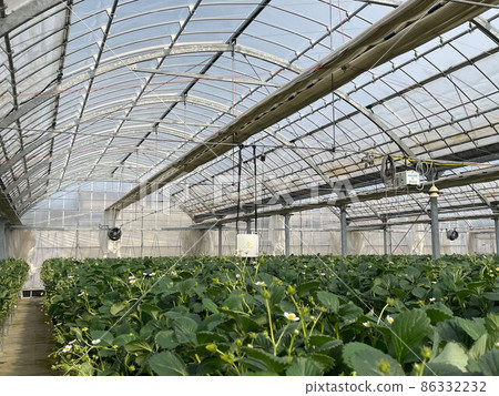溫室農場內部 溫室農場內部 86332232
