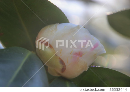 山茶花的芽 山茶花的芽 86332444