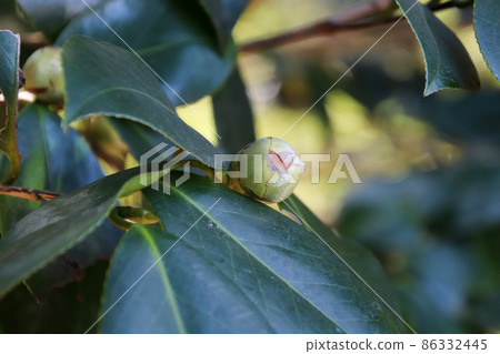 Bud of camellia Bud of camellia 86332445