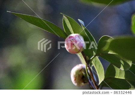 Bud of camellia Bud of camellia 86332446
