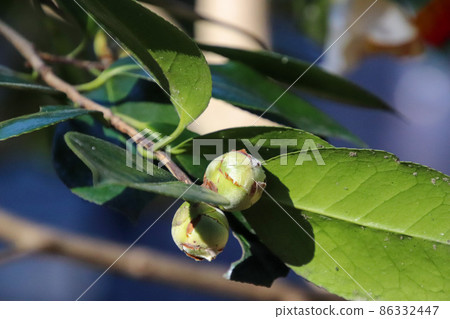 Bud of camellia Bud of camellia 86332447